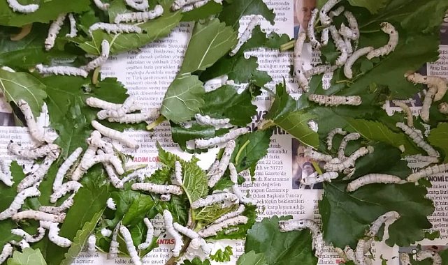 İpek böceğinin tanesi 5 lira