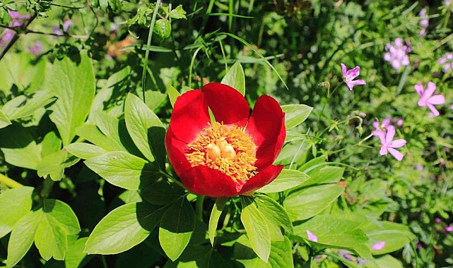 İstanbul'da nadir yetişen Şakayık çiçeğini koparmanın cezası 110 bin TL
