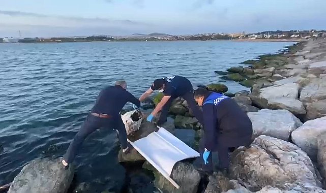 İzmit Körfezi'ne 50 yıl sonra dev orkinos balığı vurdu