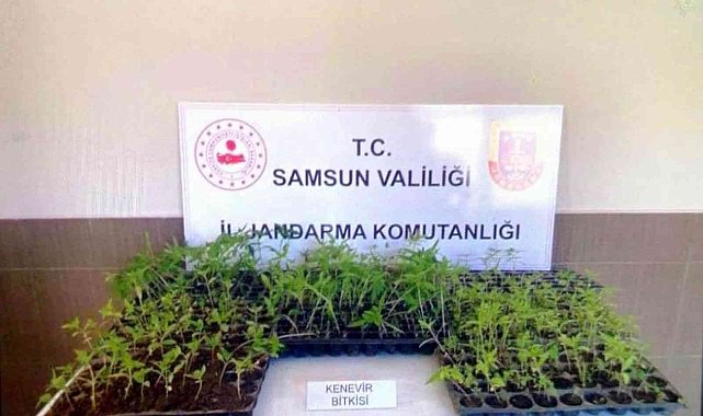 Jandarma 231 kök kenevir fidesi ele geçirdi