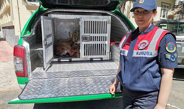 Jandarma ekiplerinin bulduğu yaralı karaca tedavi altına alındı
