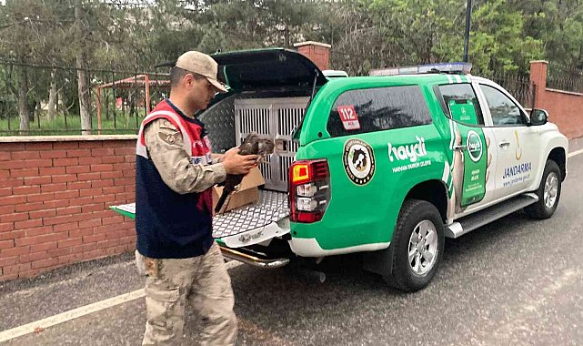 Jandarmadan kızıl şahine şefkat eli