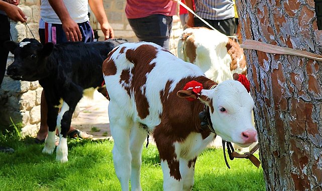 Jüri en güzel buzağını belirlerken zorlandı