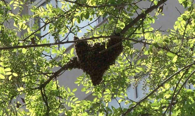 Kadıköy&#039;de cadde ortasındaki arılar oğul verdi