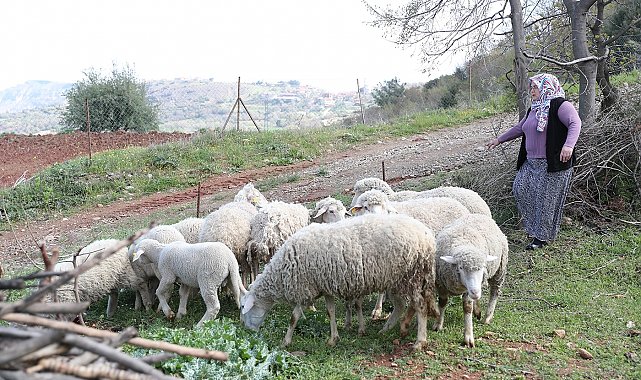 Kadın üreticilere verilen koyunlar kuzulamaya başladı