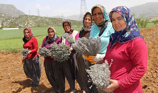 Kadınlar dikiyor, Anadolu lavanta kokuyor