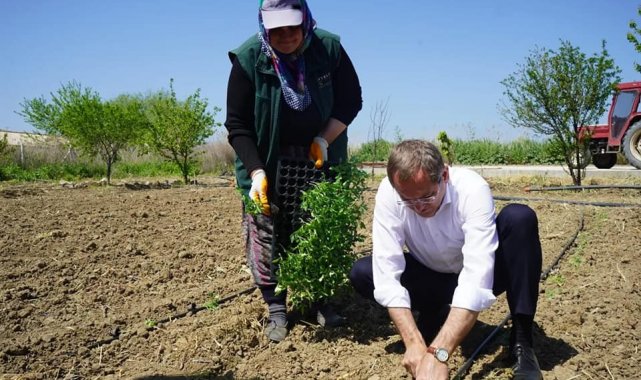 Kadınların dikimini yaptığı organik ürünler Ayvalık'ta toprak ile buluştu