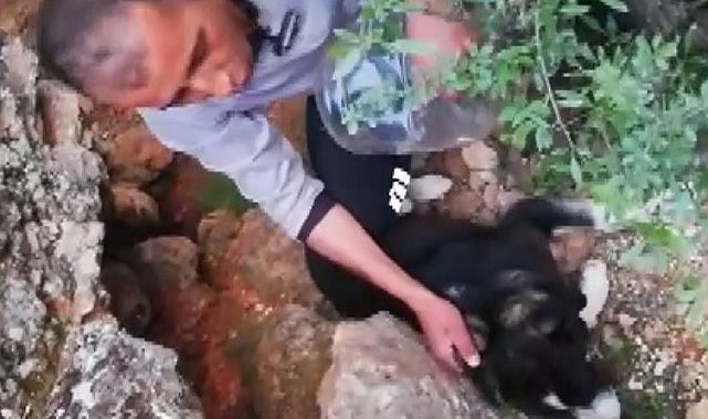 Kafası bidona sıkışan köpek günler sonra fark edilerek kurtarıldı