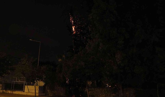 Kaldırımda bulunan palmiye ağacı yandı, vatandaşlar merakla izledi