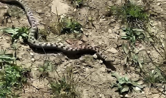 Kampta yürüyüşe çıkan iki arkadaş Kafkas burunlu engereği görüntüledi