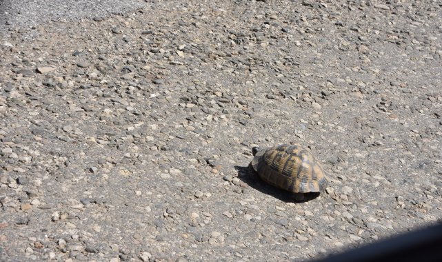 Kaplumbağalar kış uykusundan uyandı