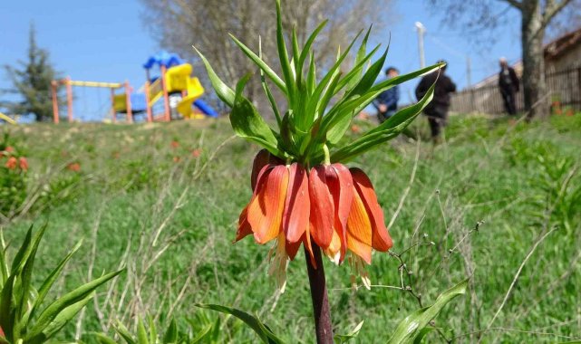 Kar 'Ağlayan Gelin'in yüzünü güldürdü