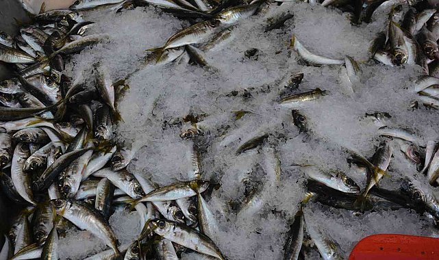 Karadeniz&#039;de az miktarda avlanan istavrit 40 TL&#039;den satışta