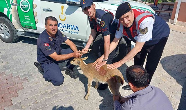 Karaman&#039;da yaralı halde bulunan dağ keçisi tedavi altına alındı