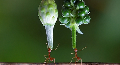 Karıncalar Hakkında Bilmeniz Gereken 6 Gerçek Bİlgi