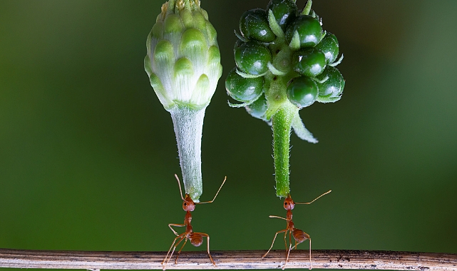 Karıncalar Hakkında Bilmeniz Gereken 6 Gerçek Bİlgi