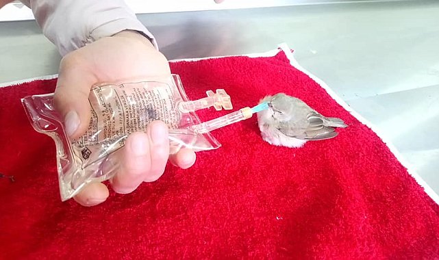 Kars'ta Ötleğen ve Balaban kuşları tedaviye alındı