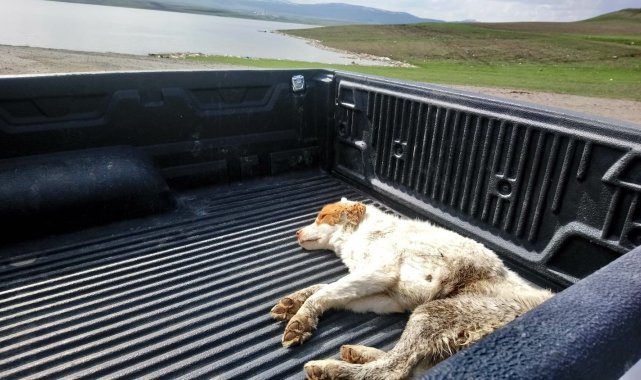 Kars'ta yaralı köpek tedavi altına alındı