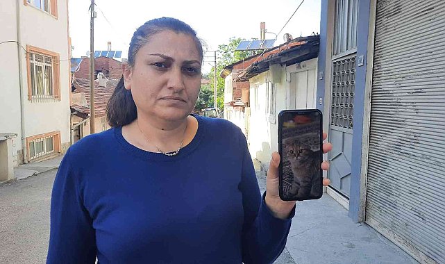 Kaybolan kedisini bulana para ödülü verecek