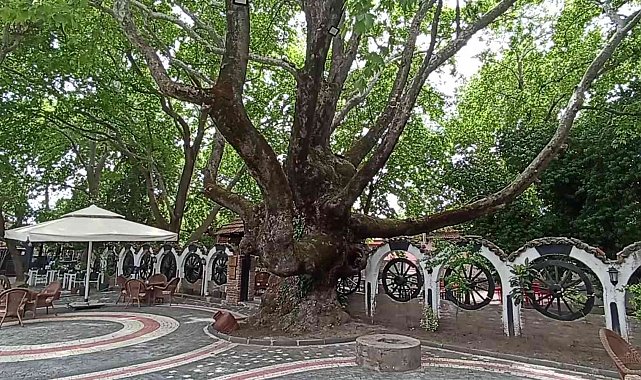 Kazdağları'nın eteklerindeki 400 yıllık anıt ağaçlar turizme kazandırılıyor