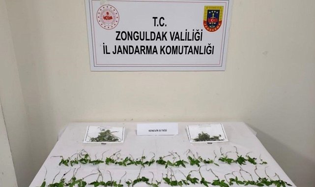 Kdz. Ereğli'de 92 kök Hint keneviri ele geçirildi