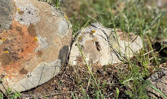 Kilis'te çekirge istilası