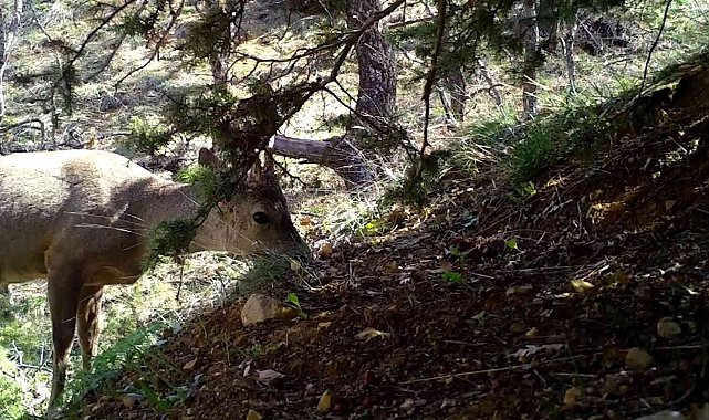 Kırıkkale&#039;de yaban hayatı fotokapanla görüntülendi