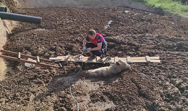 Kırşehir&#039;de bataklığa saplanan 2 inek kurtarıldı