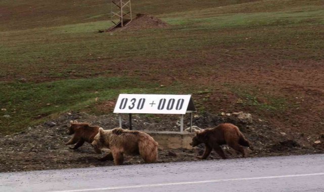Kış uykusundan uyanan ayılar kara yoluna indi