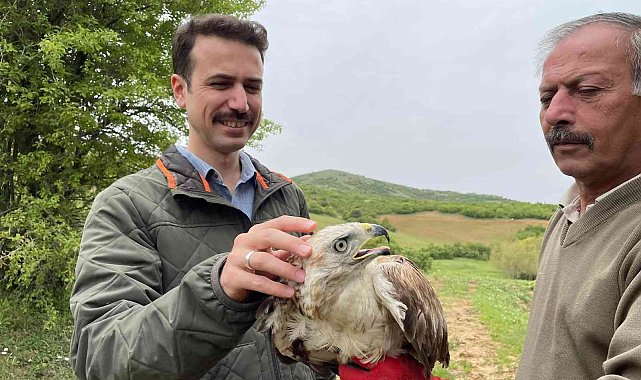 Kızıl Şahin, 2 aylık tedavisinin ardından doğaya salındı