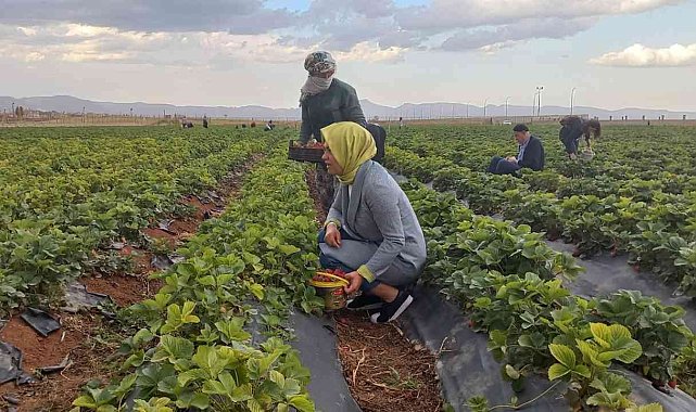 Kızıltepe'de çilek hasadı yapıldı