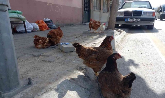 KKKA hastalığına karşı en etkili önlem olan tavuklar rağbet görmeye devam ediyor