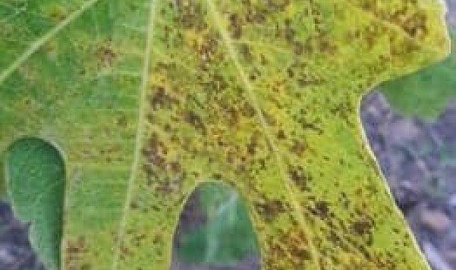 Koçarlı İlçe Tarım Müdürlüğü üreticileri incir pasına karşı uyardı