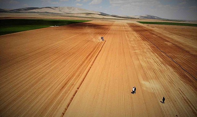 Konya Ovasında ayçiçeği ve pancarda yüksek rekolte umudu