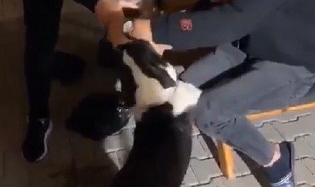 Köpeğe alkol işkencesi