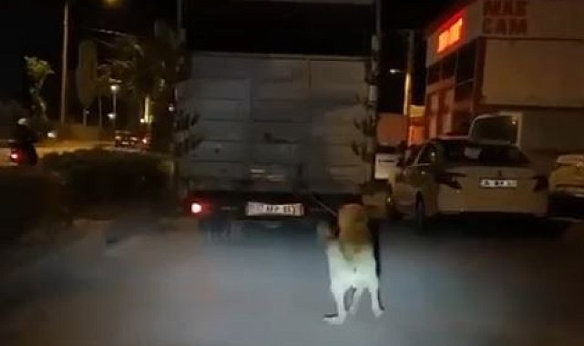 Köpeği kamyonun arkasına bağlayan vicdansız sürücü pes dedirtti
