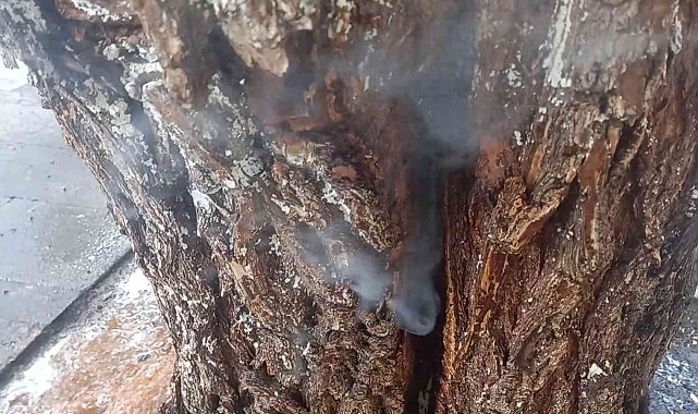 Kovuğuna atılan sigara izmaritinden ağaç tutuştu