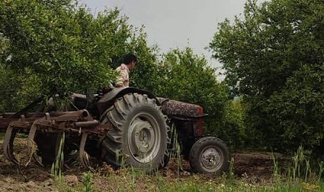 Köyceğiz'de narenciye bahçelerinde bakım çalışmaları sürüyor