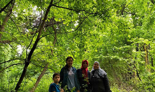 Köyceğiz'de sığla ağaçları yeşile büründü