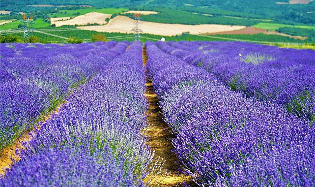 Kültür ve Turizm Müdürü, 'Yanı başımızda koca bir dev var' diyerek duyurdu