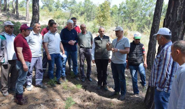 Kumluca'da köylülere gelir getirecek ormanlar oluşturuluyor