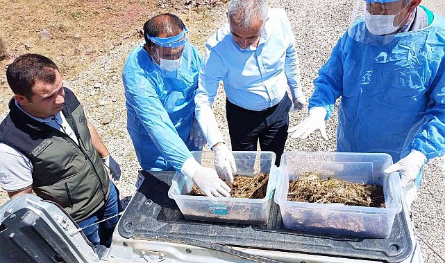 Kumluca'da zararlı böceklere karşı 7 bin 200 adet yararlı böcek doğaya bırakıldı