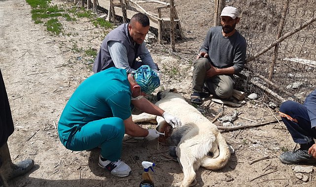 Kurtların saldırdığı köpek tedavi altına alındı