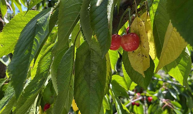 Kuşadası'nda kiraz hasadı başladı