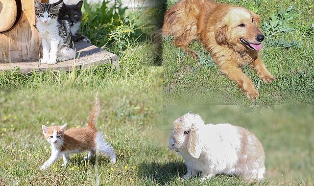 Kütahya'da 4 ayda bin 150 sokak köpeği kısırlaştırıldı