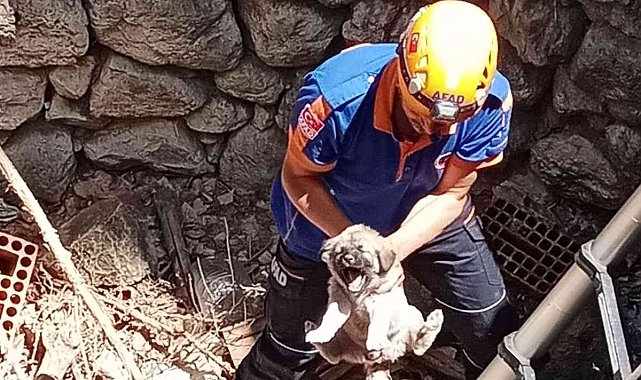 Kuyuda mahsur kalan yavru köpek için AFAD seferber oldu