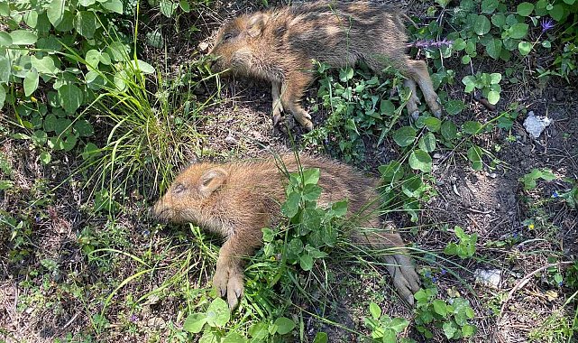 Kuyuya düşen domuzları itfaiye kurtardı