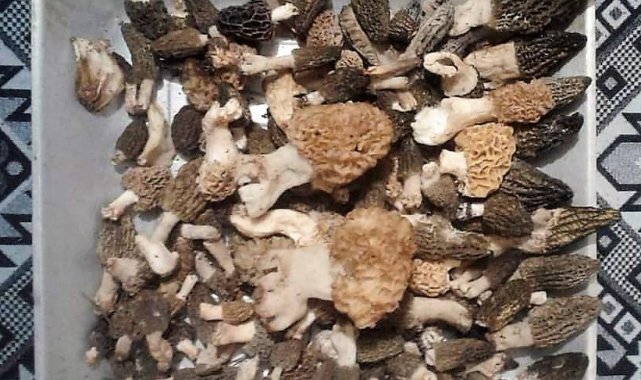 Kuzugöbeği avcıları bayramda iş başında