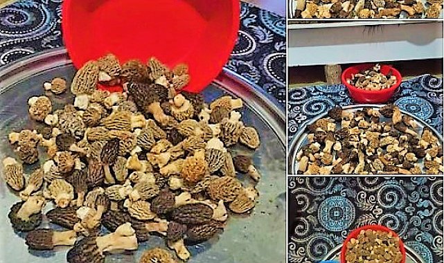 Kuzugöbeğinin fiyatı cep yakıyor