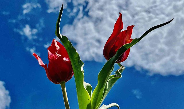 Laleler kırmızı rengiyle doğayı süslüyor